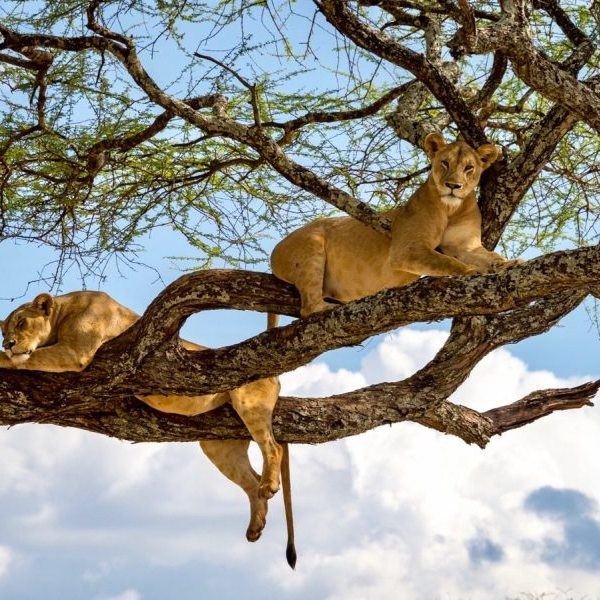 11 DAYS KENYA AND TANZANIA LODGE TOURS